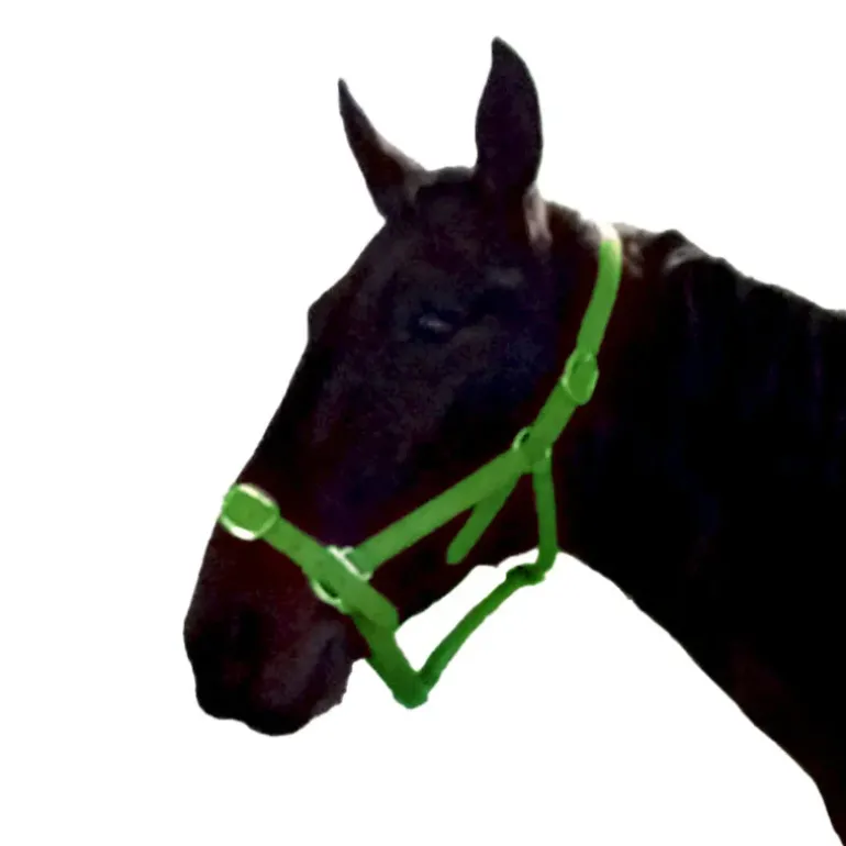 Gamme du Maréchal Licol en biothane - Vert