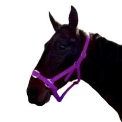 Gamme du Maréchal Licol en biothane - Violet