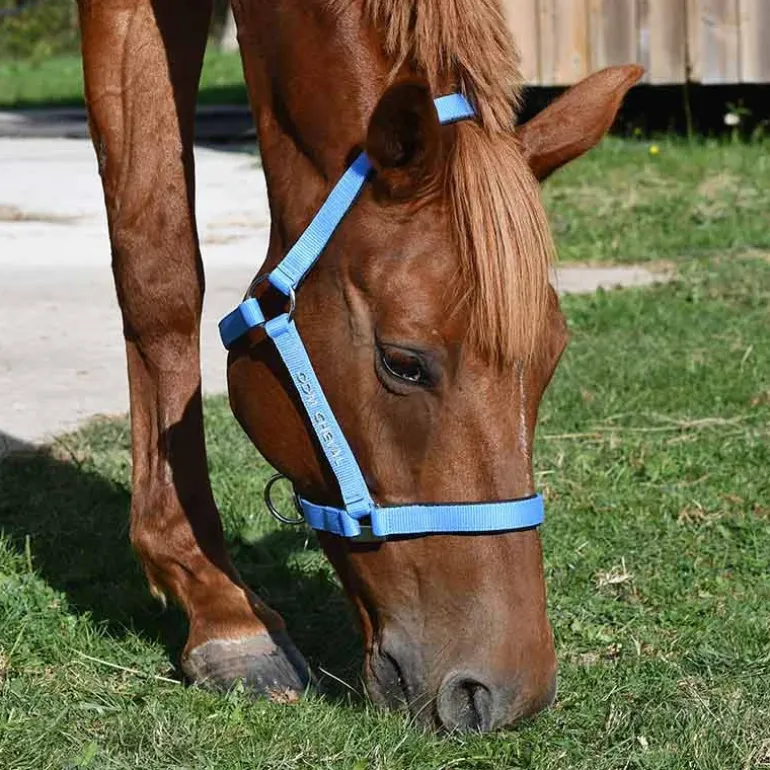 Gamme du Maréchal Licol Nylon Triple Épaisseur - Bleu pastel
