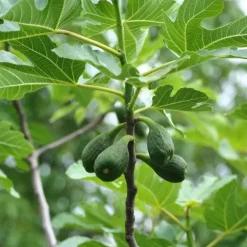 Horse Remedy Macérat de Figuier