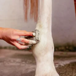 Karitale Shampoing Traitant Cutané