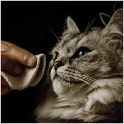 Nellumbo Lotion Nettoyante Chien & Chat